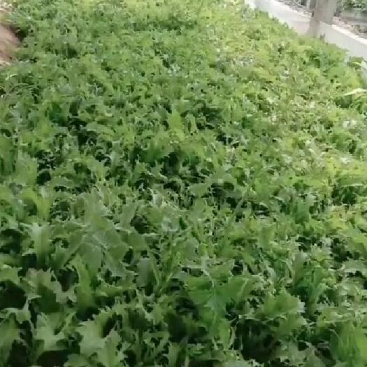 聊城苦菊