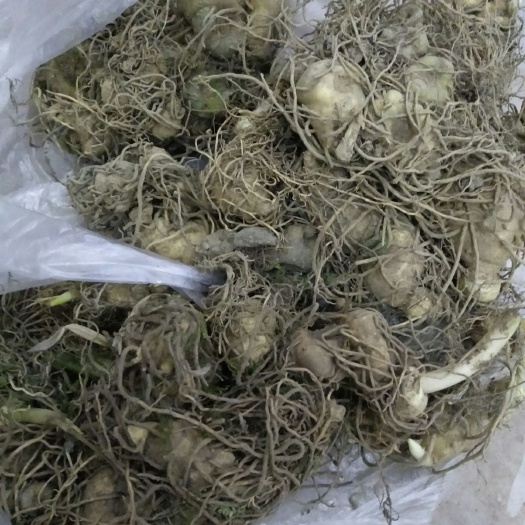 宜宾姜形黄精 四川山上姜型多花甜黄姜老虎姜