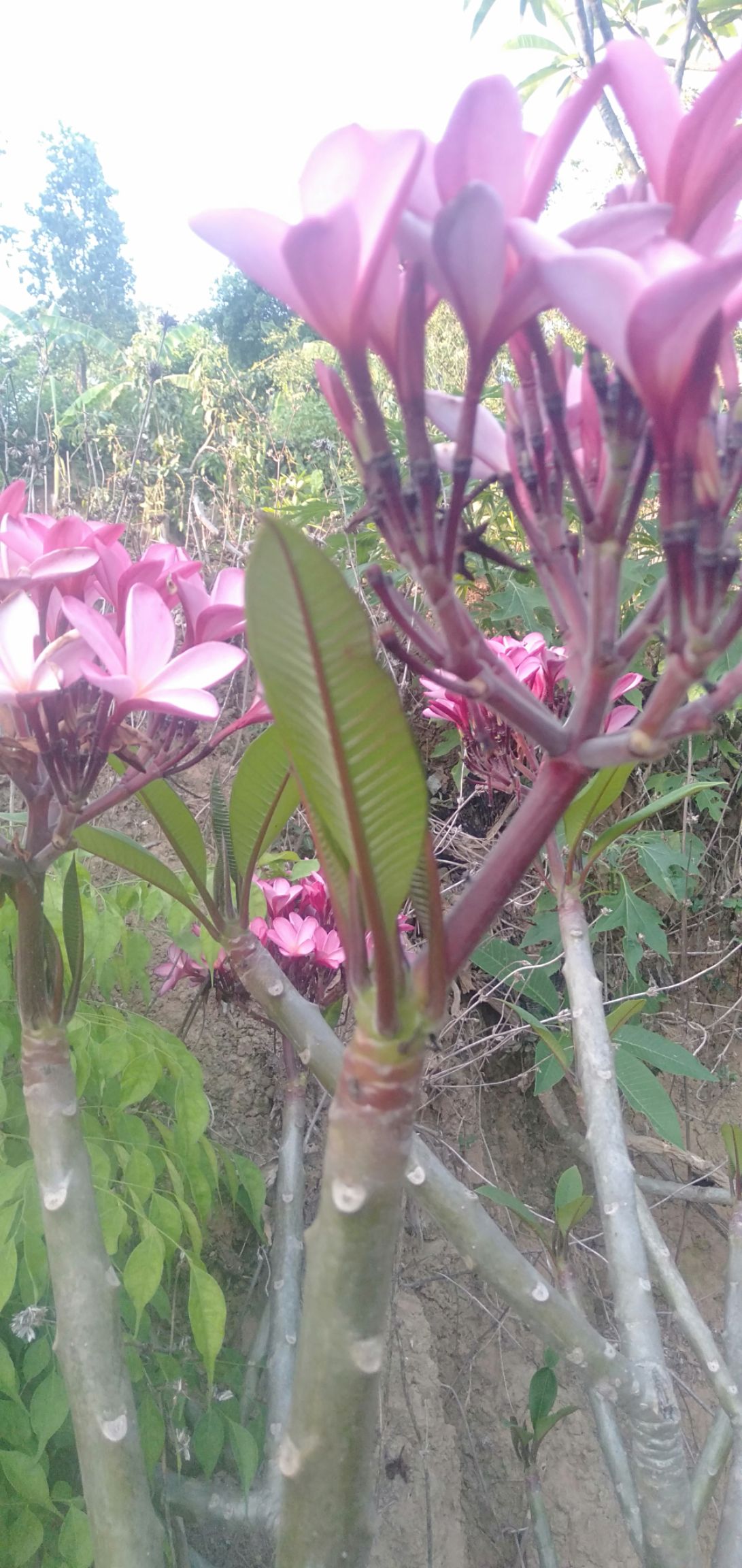 鸡蛋花红花带根发给