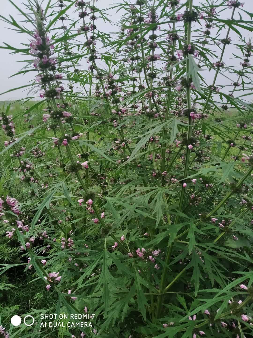 益母草