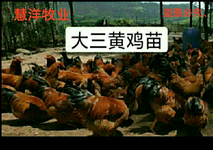 三黄鸡苗，分别为三黄土1.5号，三黄土二，质量保证假一赔十