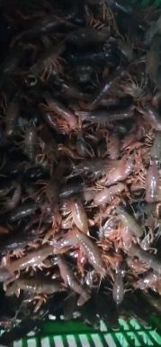监利市 现提虾苗