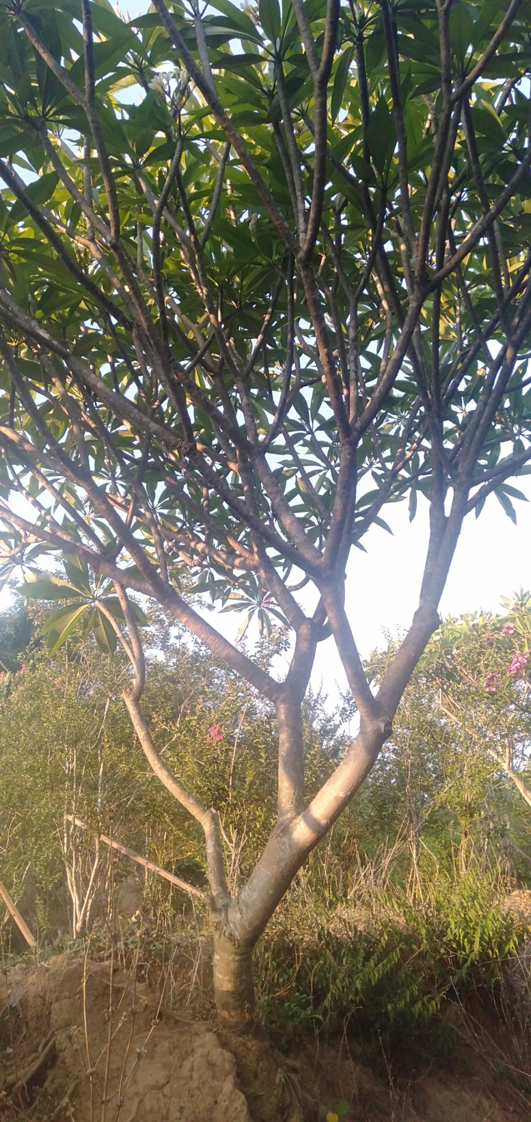 鸡蛋花红花带根发给