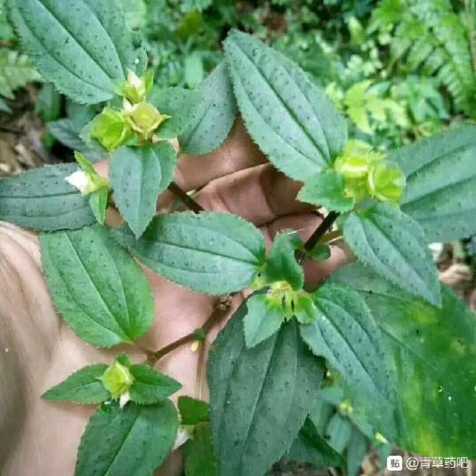修水县 风柜斗草！