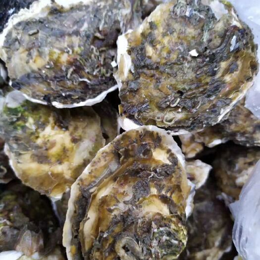 饶平县汫洲大蚝 海洋的赠品，海底牛奶。