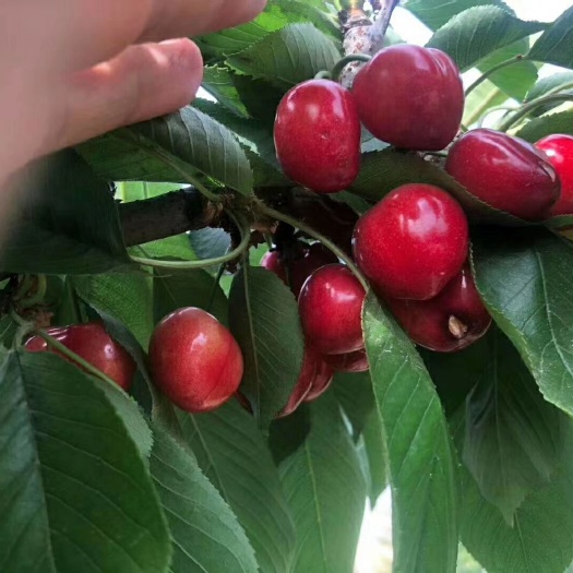 绛县红灯樱桃 批发，