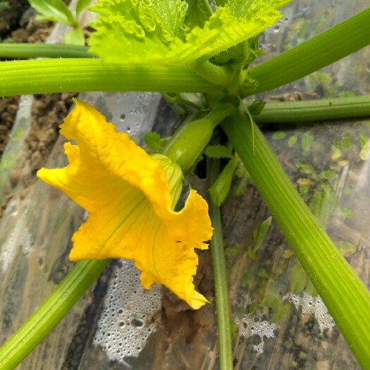 菜瓜 自产自售，无需参假，