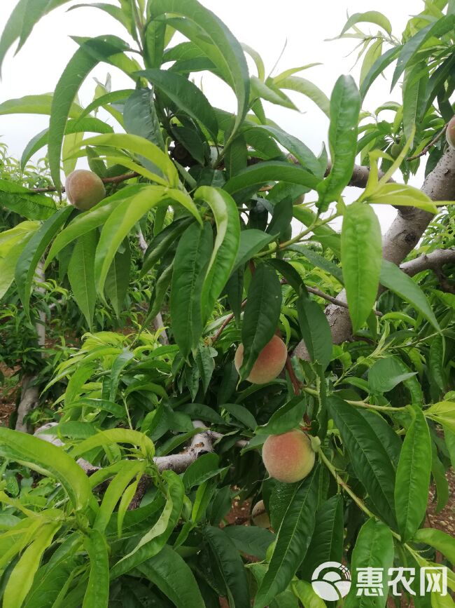 水蜜桃 55mm以上 3 - 4两