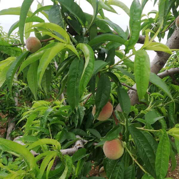 水蜜桃 55mm以上 3 - 4两