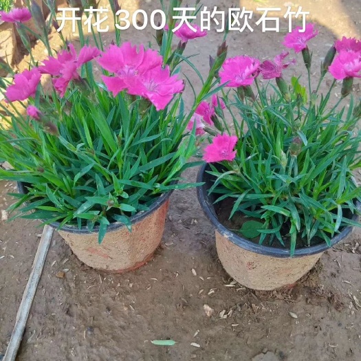 青州市欧石竹 山东青州，规格齐全，大量有货开300天的花，基地直销，