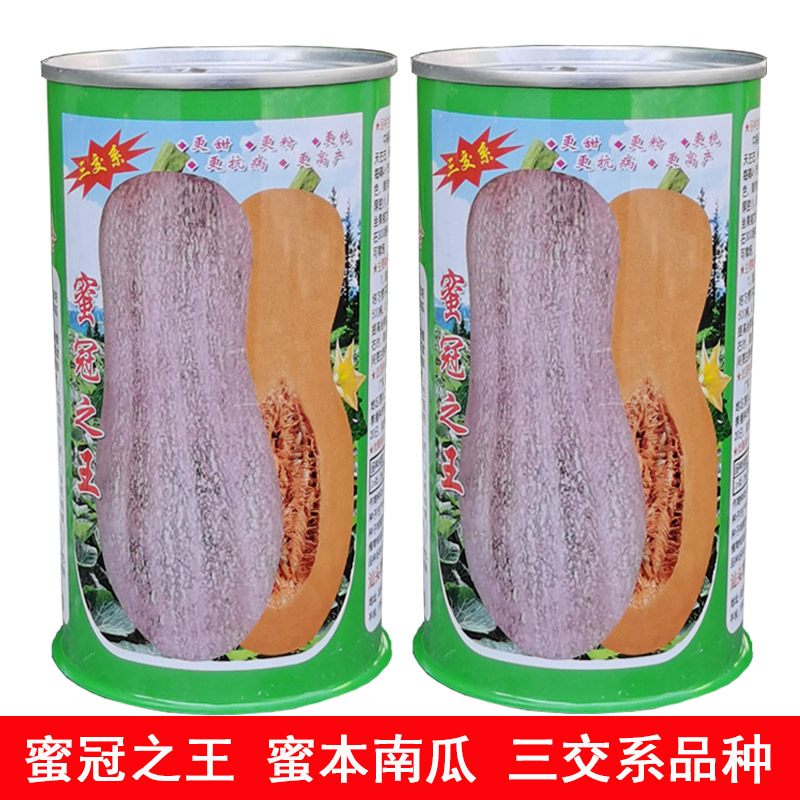 广州蜜本南瓜种子 三交系蜜本南瓜新品种！纯度好，座果率极强，亩产达6千斤以上。