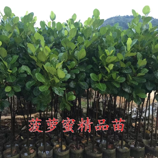 灵山县红肉菠萝蜜苗 马来西亚红肉菠萝密优选嫁接木苗