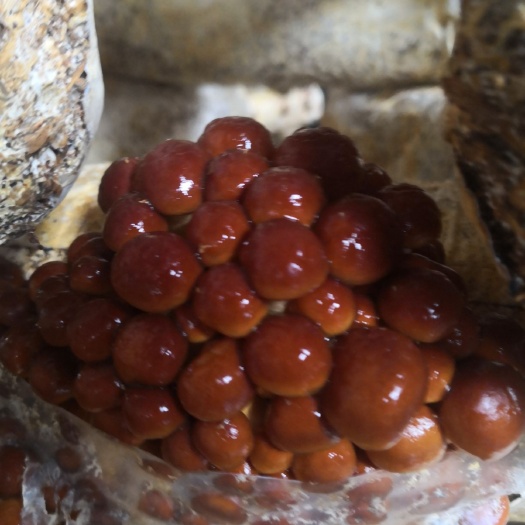 望奎县滑子菇 优质鲜品滑子蘑（腌制），干品滑子蘑（大量）