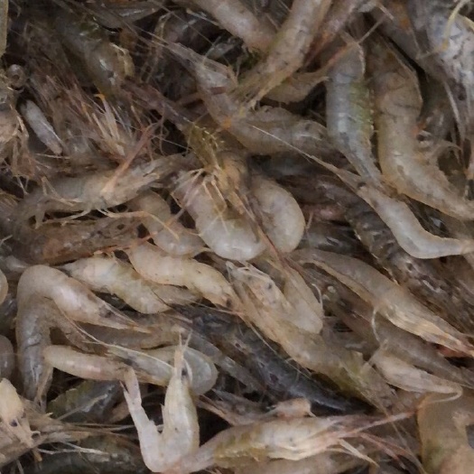 青虾 大量供应河虾，需要微聊