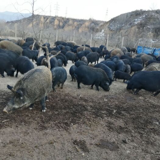 怀来县畜牧养殖用地 土地出租养殖场果园农家乐