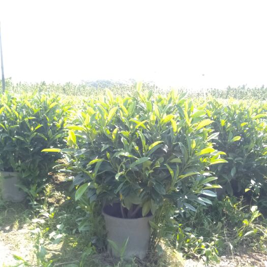 肇庆 非洲茉莉