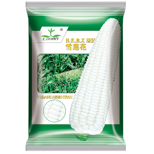 广州糯玉米种子 雪莲花白糯种子 糯玉米品种 纯白糯