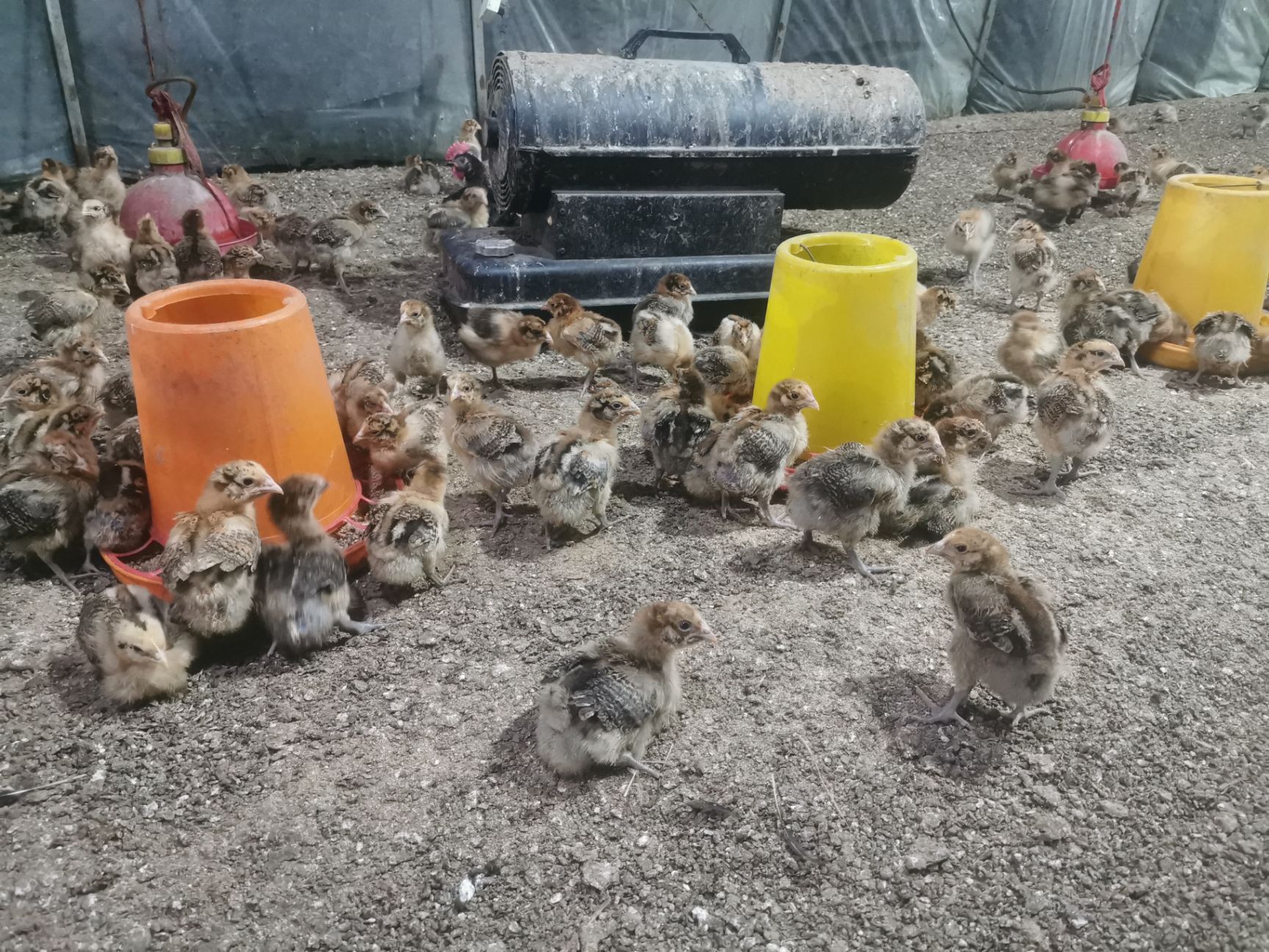 肉鸡苗 半斤六七两