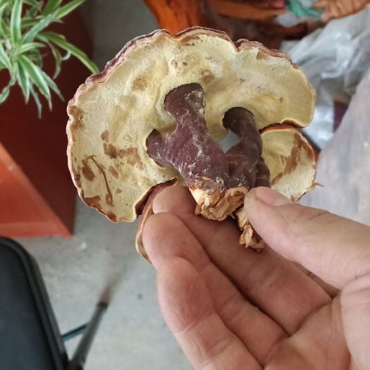 商南县木灵芝 椴木灵之
