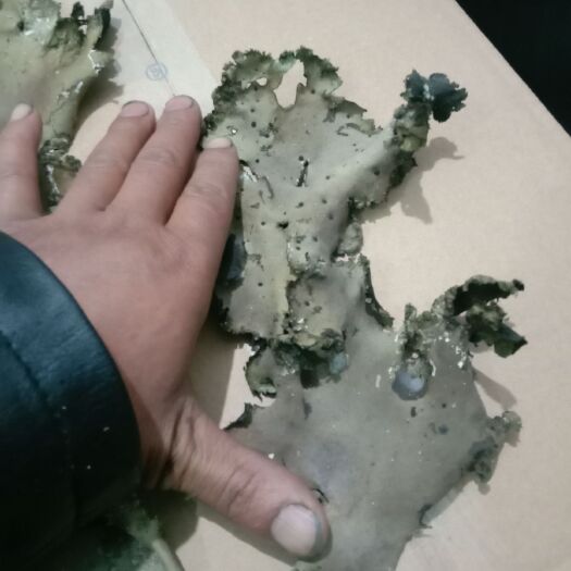 贡山县 石耳云南悬崖上的石耳