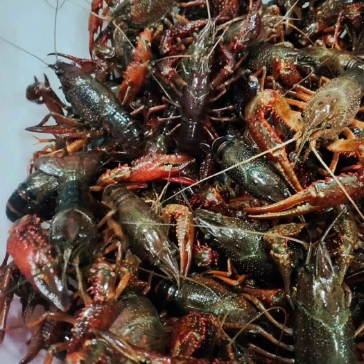 苏州 苏州一手龙虾寻找批发商，价格低。