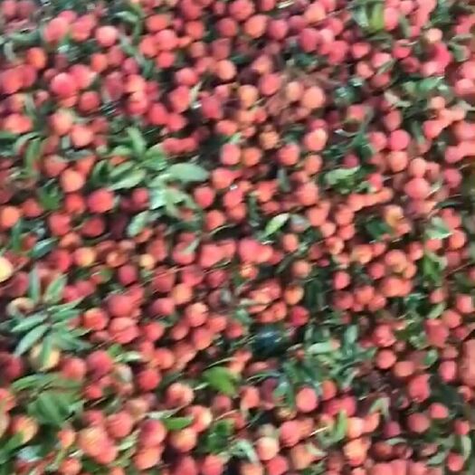 海口 海南荔枝王味美个头大