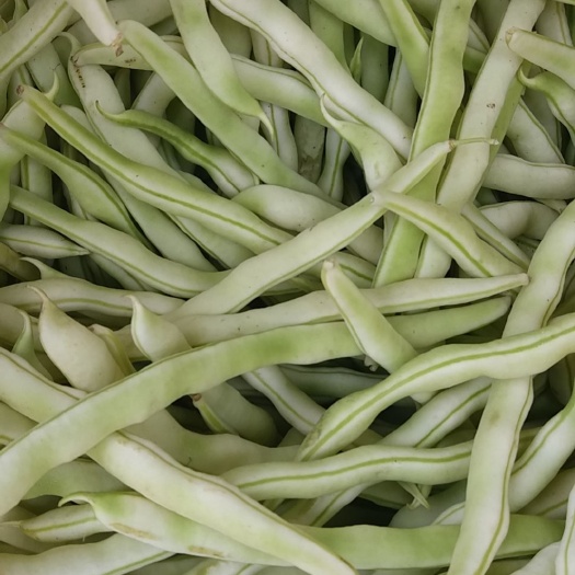 白不老、白芸豆、九粒白、大量上市供应中