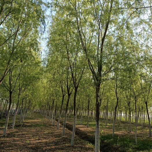 邳州市柳树，垂柳--胸径10-20公分大量供应