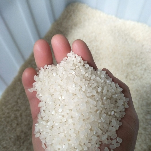贵阳象牙香占 一等品 一季稻 籼米
