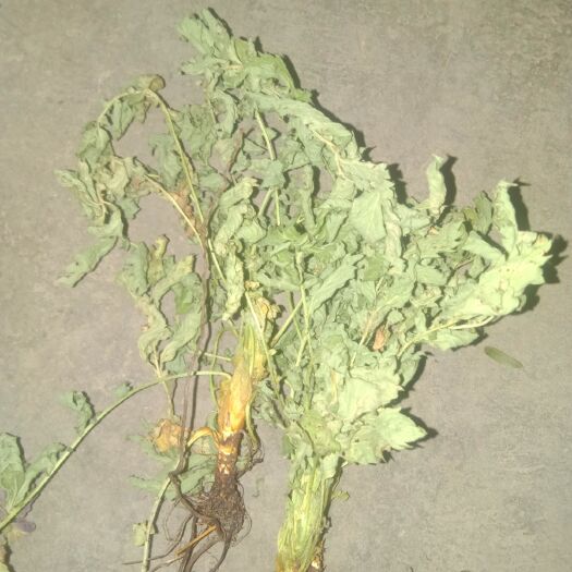 诸暨市龙须草 调理肝脏，促进眼睛发肓，，防止视网膜功成减退，、防止多种眼科