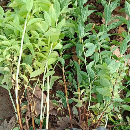 青州市 绣线菊有，金山绣线菊，金焰绣线菊，粉花绣线菊，珍珠绣线菊
