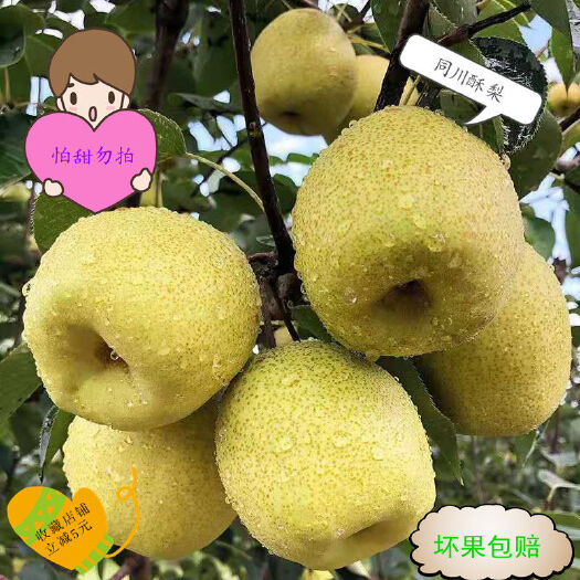 原平市产地直发新鲜梨子山西原平同川酥梨玉露香梨支持一件代发