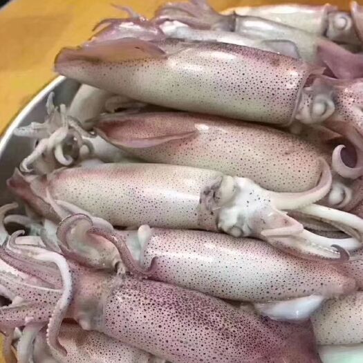 漳浦县小鱿鱼 小管
