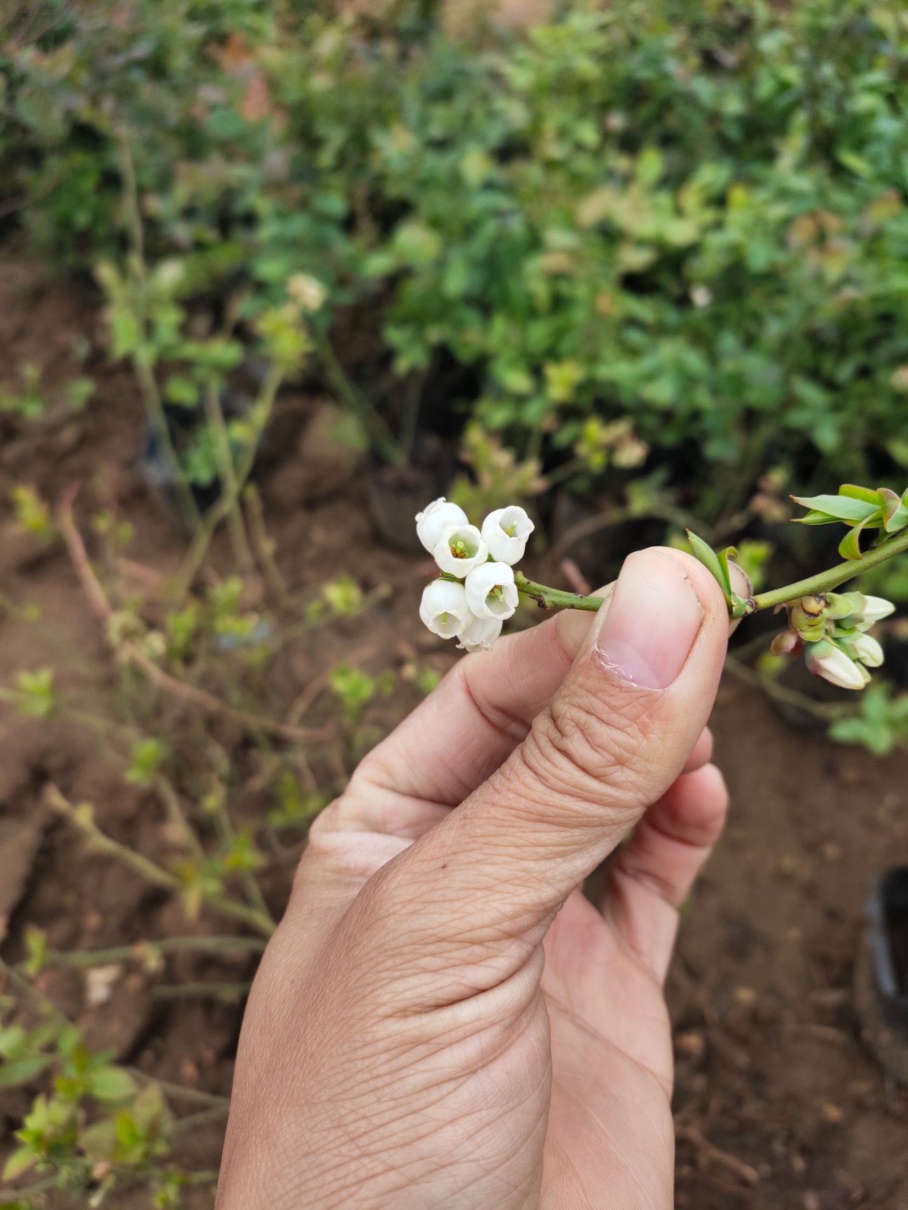 莱克西蓝莓苗  蓝莓苗 兔眼 奥尼尔 蓝丰 绿宝石 客来西 等品种蓝莓