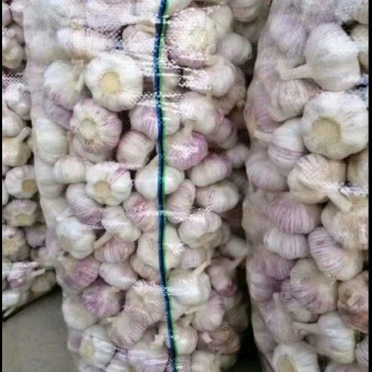 菏泽 新大蒜，个大包满意