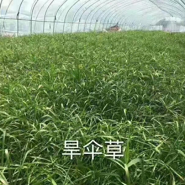  粉黛乱子草，是打造花海的