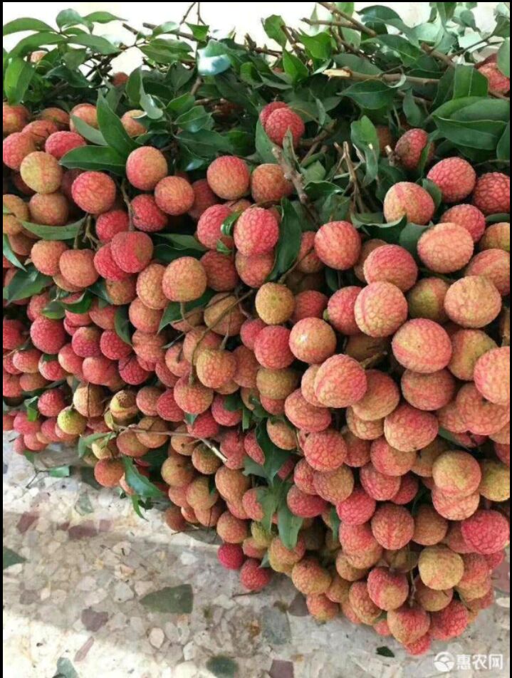 禾荔，荔枝中的古老品种，
  品尝荔枝三两颗，不过瘾就找我