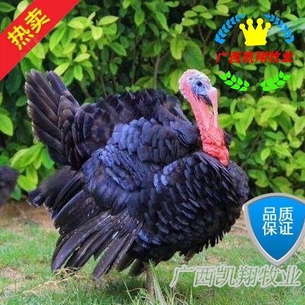 南宁贝蒂娜火鸡苗 青铜火鸡苗 孵场直供包疫苗包路损 质量保证！