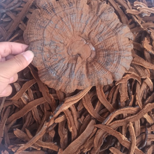 亳州 紫灵芝 各种规格 专营中药批发