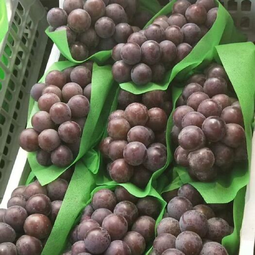 饶阳县 饶阳大棚葡萄，青提，乒乓球，夏黑，等各种葡萄