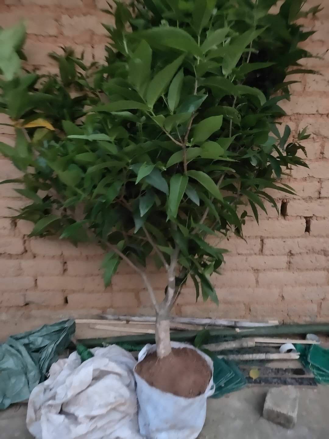 黑金刚莲雾苗 莲雾果苗莲雾嫁接树苗黑金刚大叶红带泥发货盆栽地载庭院种植