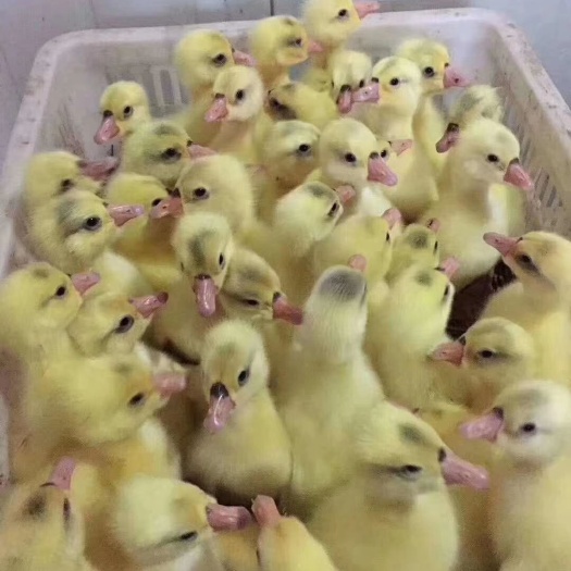 安庆大三花鹅苗