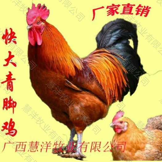 南宁快大型青脚麻鸡苗 质量可靠 包打出壳疫苗
