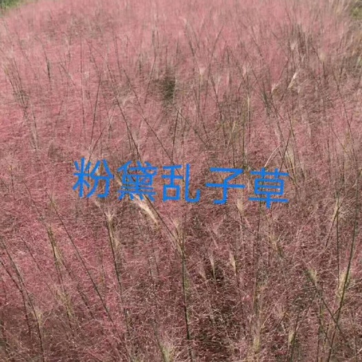 青州市 粉黛乱子草，是打造花海的