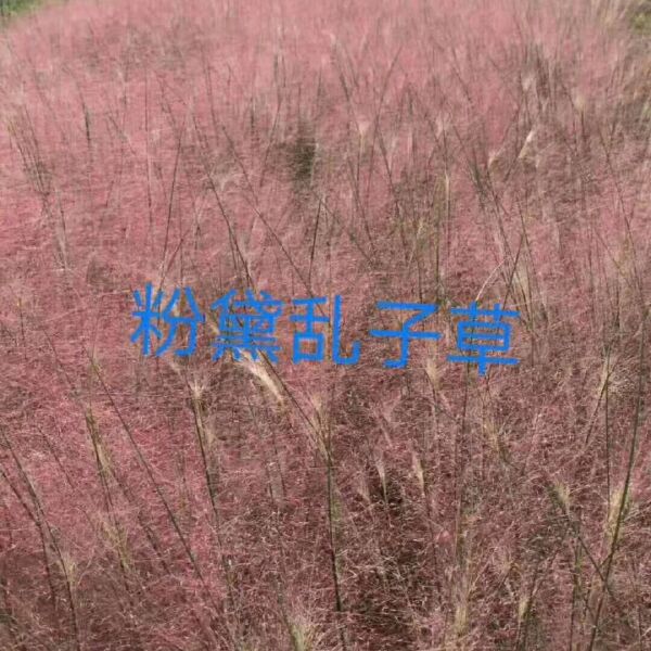  粉黛乱子草，是打造花海的