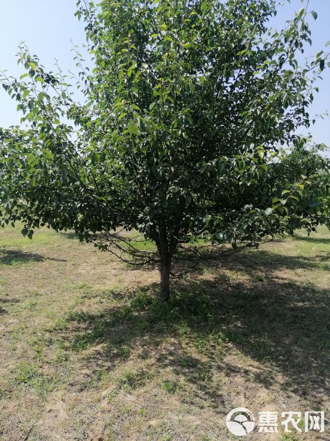 红富士苹果苗 苹果树