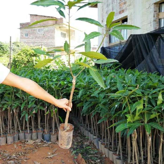 灵山县 芒果苗金煌台农桂七四季芒红贵妃优选嫁接芒果树苗地栽盆栽