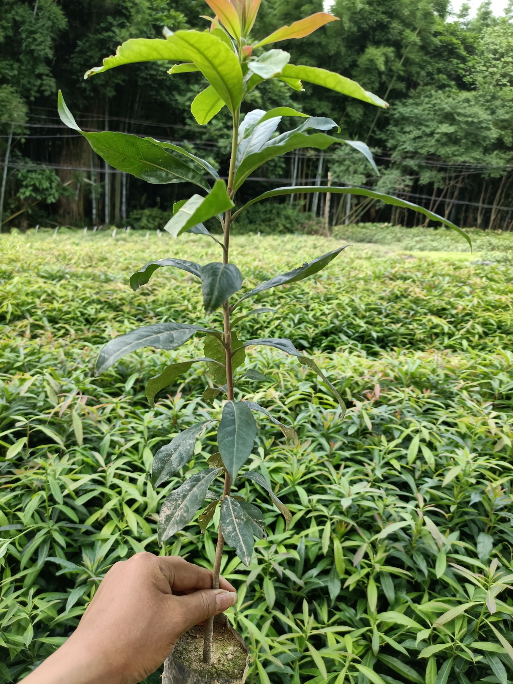 木荷树的用途图片