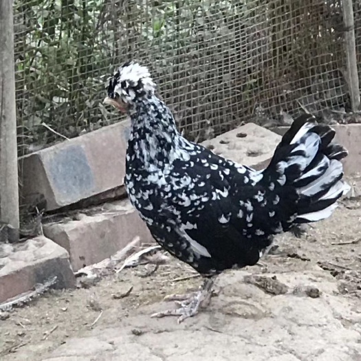 南宁贵妃鸡苗