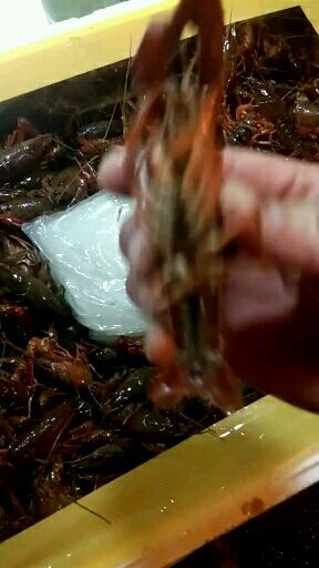 广州 潜江产地直发小龙虾，质优价廉，合作共赢